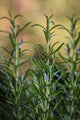 HOW TO USE ROSEMARY OIL FOR HAIR GROWTH